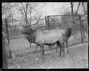 American Elk Wapiti, Franklin Park Zoo. Formerly distributed throughout one fourth of North America, now found only in portions of Colorado, Wyoming, Idaho, Montana, Washington, Manitoba, British Columbia and Vancouver Island.