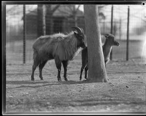 Jahr goats - Franklin Park Zoo. Range: Himalaya Mts. from Kashmir to Sikkim. Forest loving animal generally preferring steep slopes with trees.