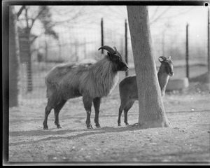 Jahr goats - Franklin Park Zoo. Range: Himalaya Mts. from Kashmir to Sikkim. Forest loving animal generally preferring steep slopes with trees.