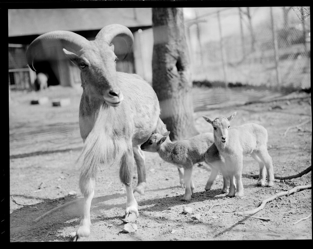 Animals: Franklin Park Zoo