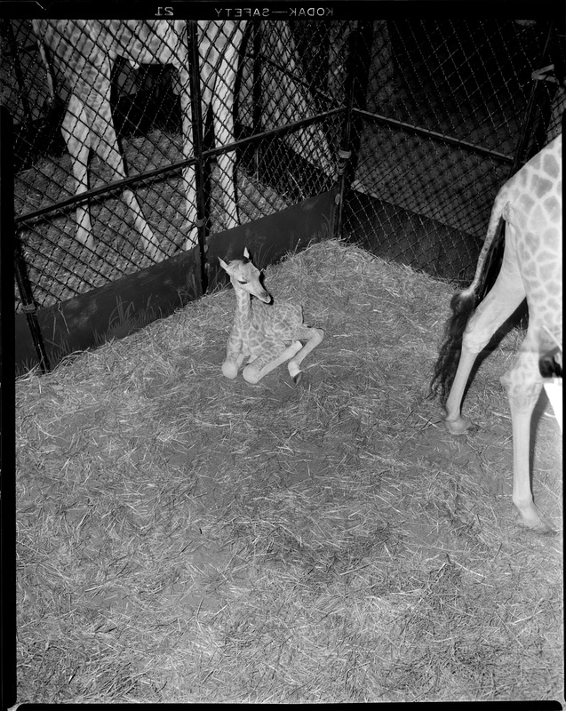 Baby giraffe, Franklin Park Zoo