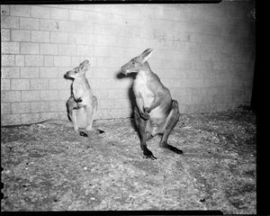 Kangaroo - Franklin Park Zoo