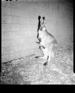 Kangaroo - Franklin Park Zoo