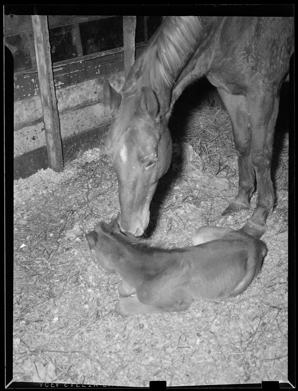 Colt being foaled