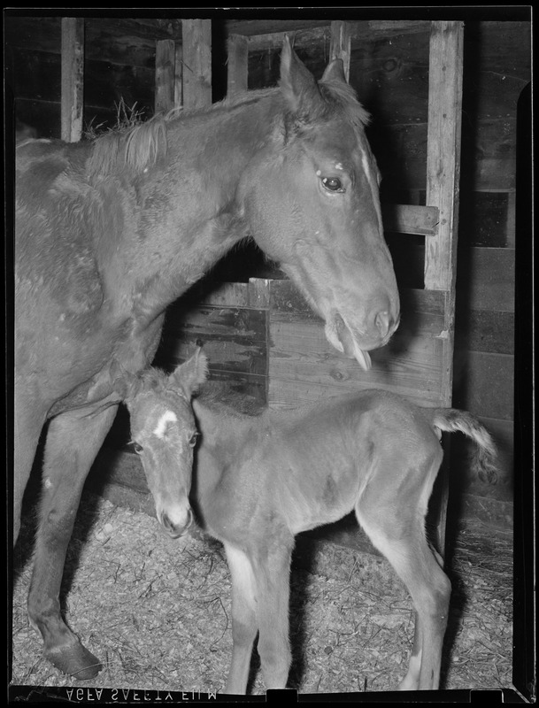 Colt being foaled