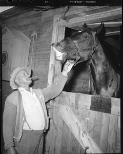 Horse