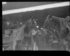 Horses