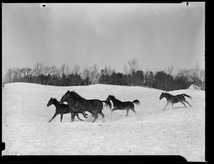 Horses running in field