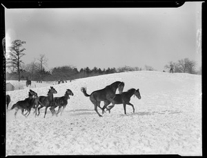 Horses running in field