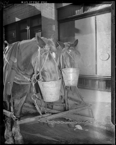 Horses