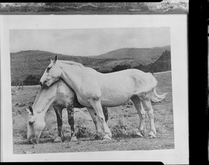 Horses