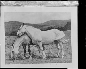 Horses