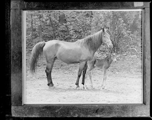 Horses