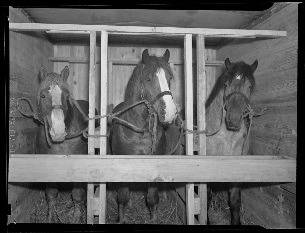 Horses in stable