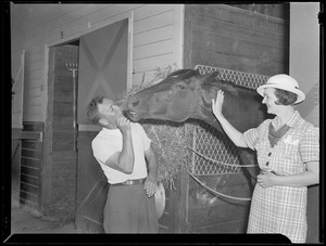 Horses in stable