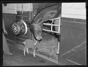Horse and stable goat