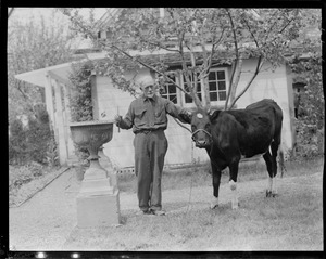 Anthony Thieme and a cow