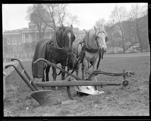 Team of horses on Boston Common with Daniel Webster's plow