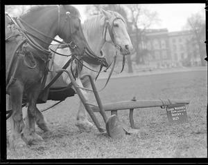 Team of horses with Daniel Webster's plow, Boston Common