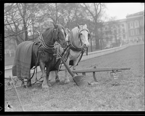 Team of horses with Daniel Webster's plow, Boston Common