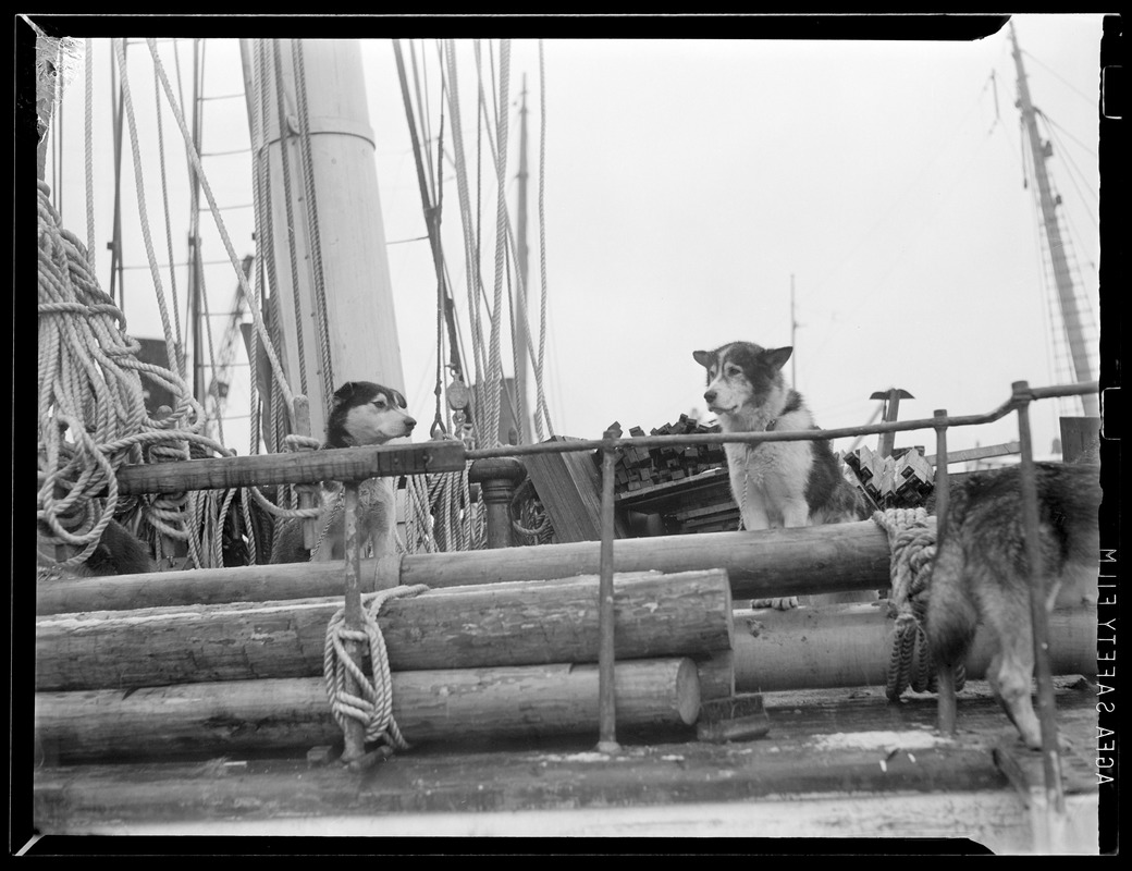 Sled dogs aboard Admiral Byrd's SS North Star