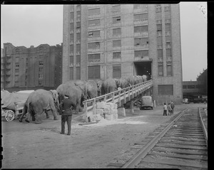 Circus elephants arrive at Boston Garden