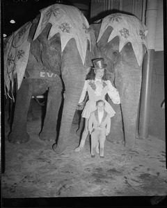 Elephants in town for circus