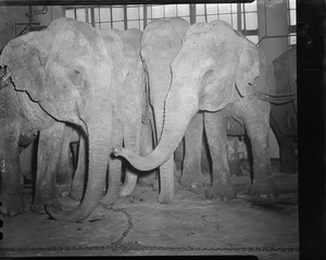 Elephants in town for circus