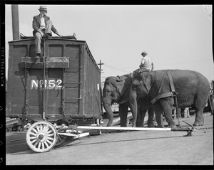 Circus arrives at RR Yards in Charlestown, elephants disembark