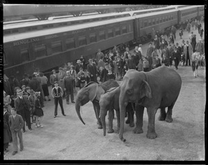 Circus arrives at RR Yards in Charlestown, elephants disembark