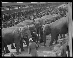 Circus elephants arrive at Charlestown RR Yards