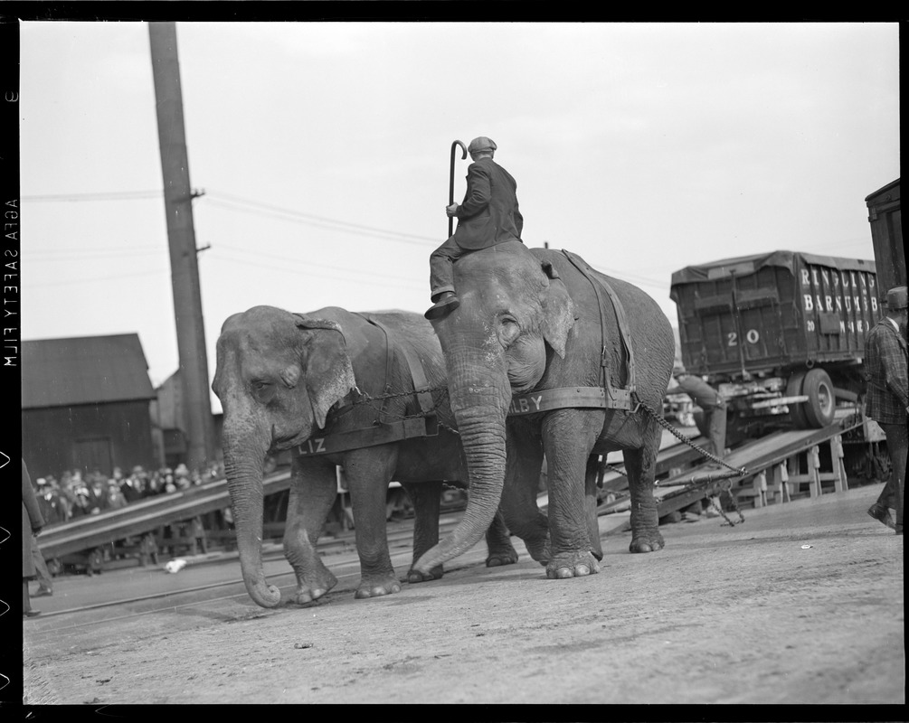 Elephants arriving at railroad yards in Charlestown for circus