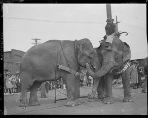Elephants arriving at railroad yards in Charlestown for circus