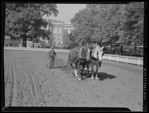 Horses plowing