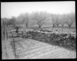 Old stone wall and orchard