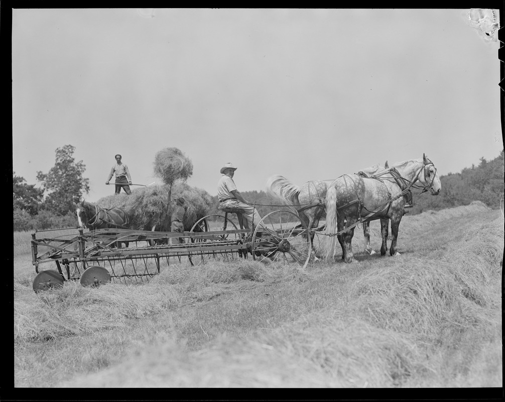 Pitching hay with hay wagon