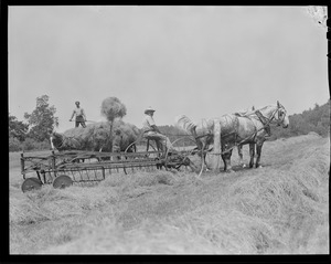 Pitching hay with hay wagon
