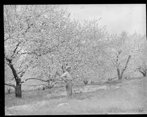 Springtime in the orchard