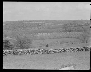 Fields with old stone fence