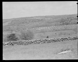 Fields with old stone fence