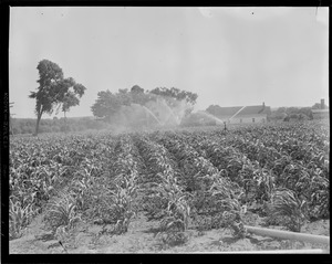 Boys irrigating corn field