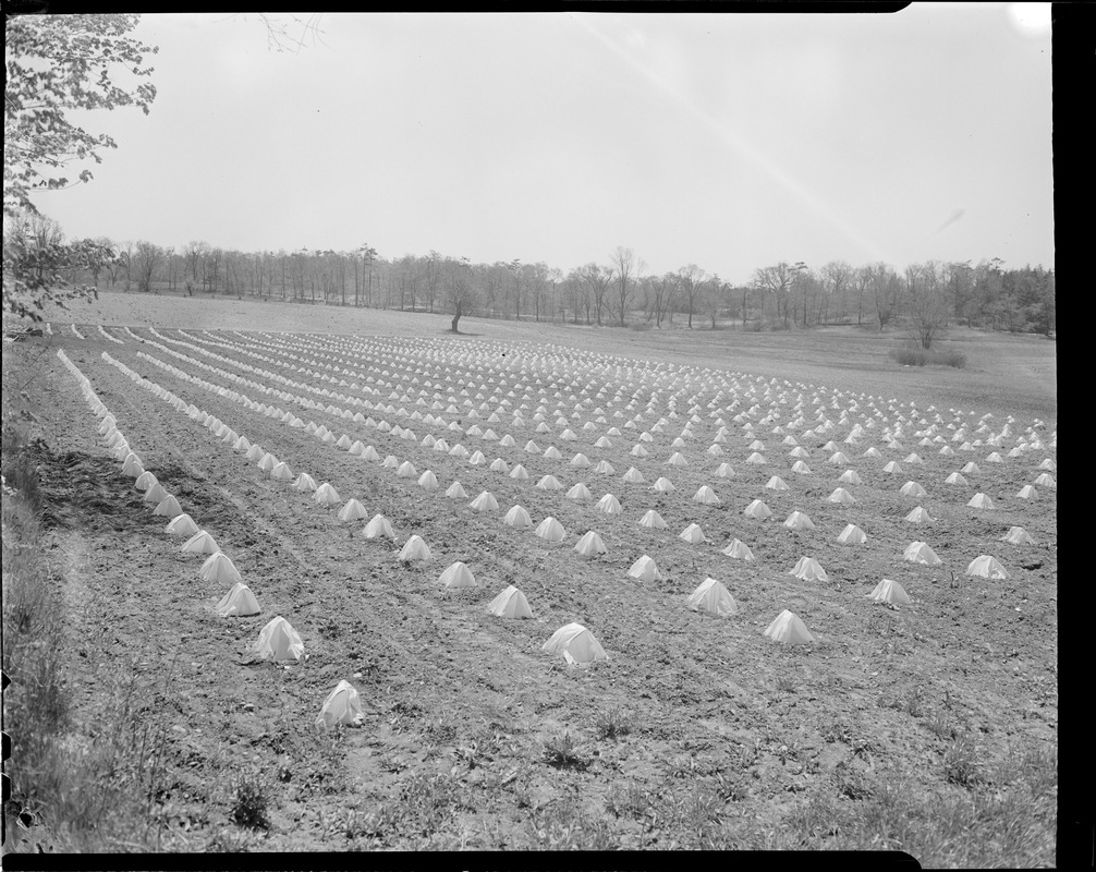 Farming