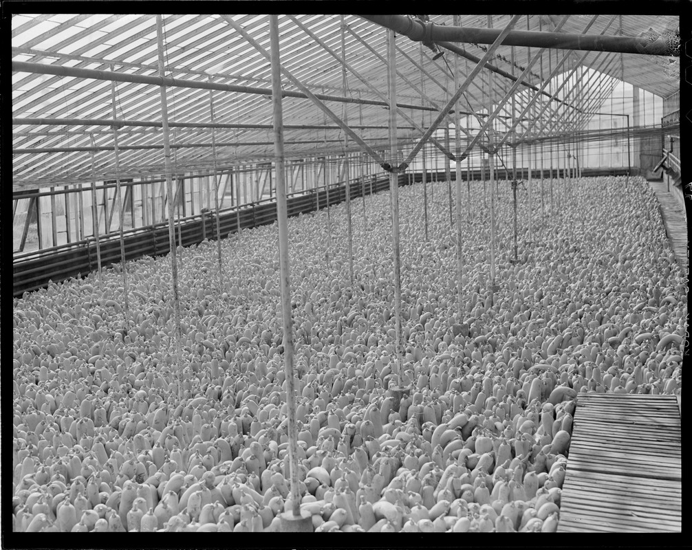 Shed filled with pumpkins and squash