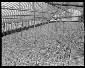 Shed filled with pumpkins and squash