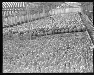 Shed filled with pumpkins and squash