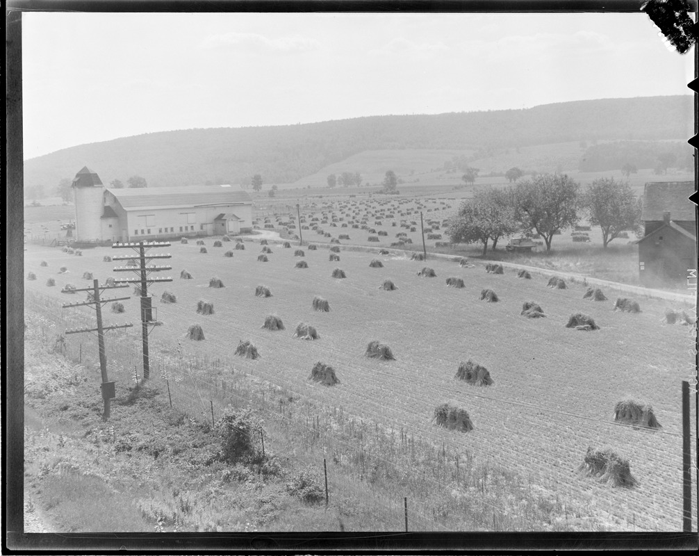 Farming with haystacks