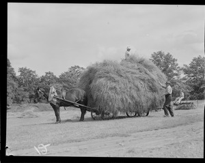 Farmer driving full hay cart