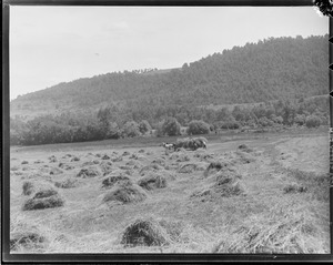 Farmers pitching hay in open fields