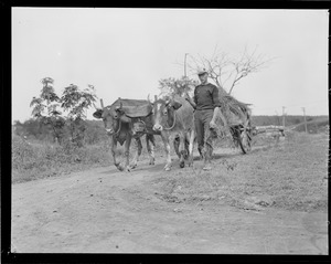 Young man with team pulling hay cart