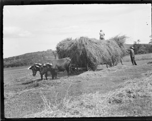 Farmer & wife pitch hay onto hay cart